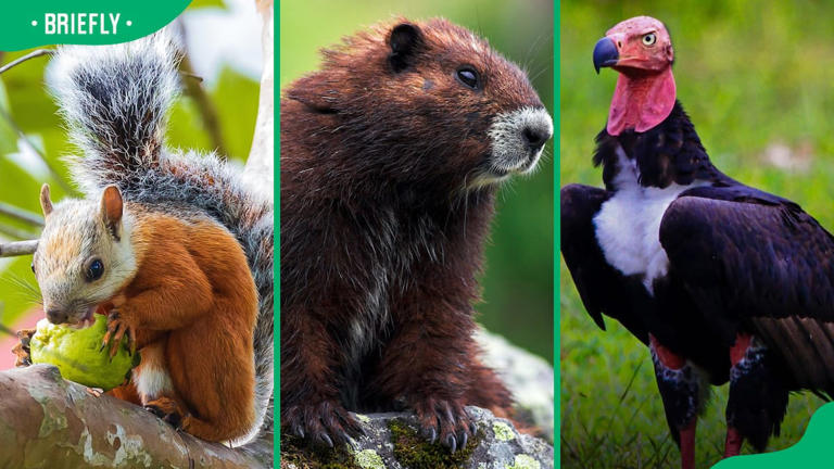 Animals that start with V: The ultimate guide with facts and photos