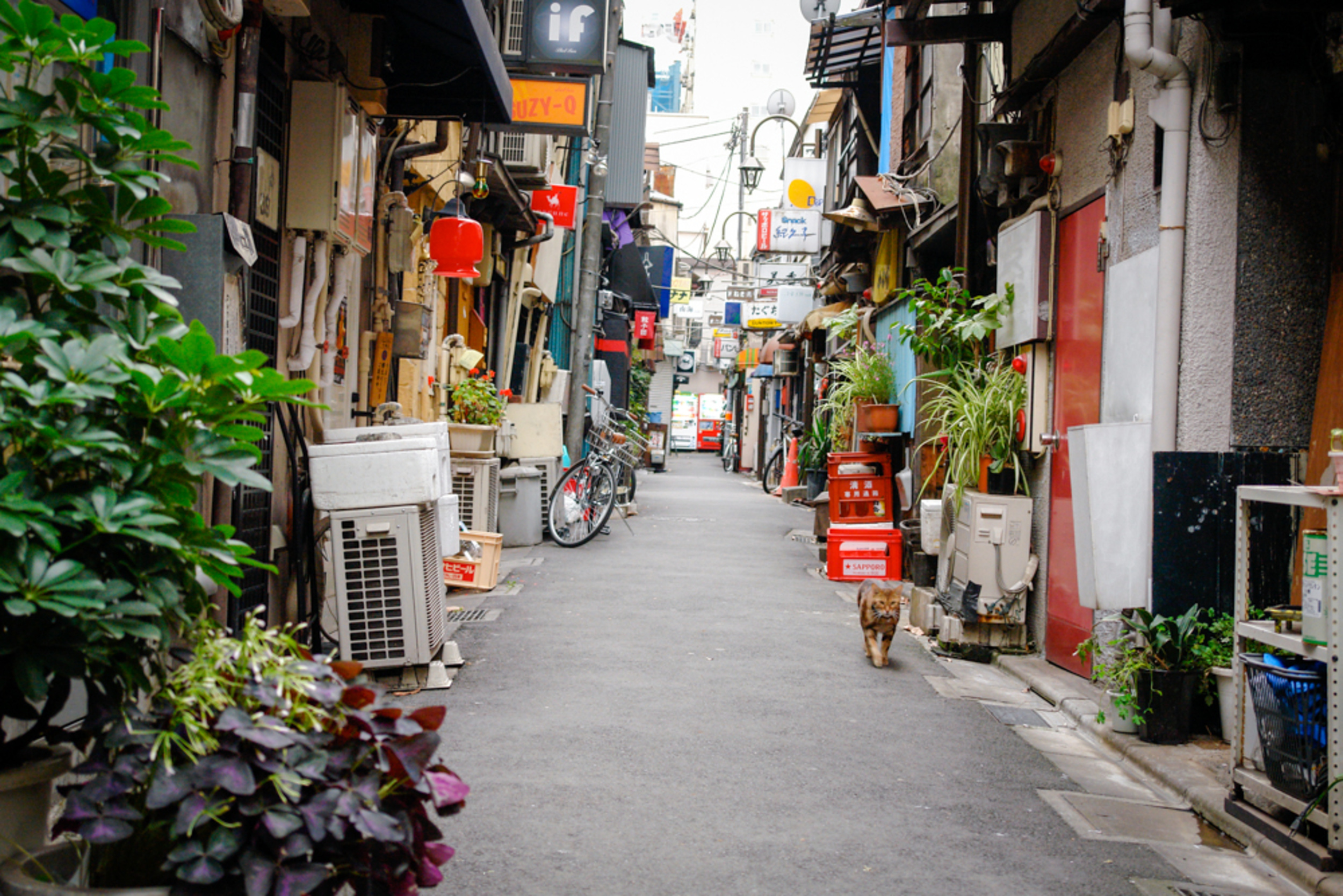 <p>Sake, karaoke, bright lights—what's more Japanese than that? There are 280 bars crammed into four streets in Golden Gai, each with about 15 seats. It's a choose-your-own adventure with no wrong options and the same ending every time: you're hammered in Tokyo.</p><p><a href='https://www.msn.com/en-us/community/channel/vid-cj9pqbr0vn9in2b6ddcd8sfgpfq6x6utp44fssrv6mc2gtybw0us'>Follow us on MSN to see more of our exclusive lifestyle content.</a></p>