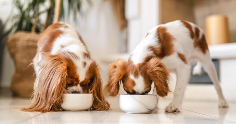 Sundays Has the Dog Food Brand Issued a Recall in 2024