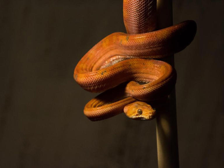 25 Biggest Snakes in the World, Ranked by Length