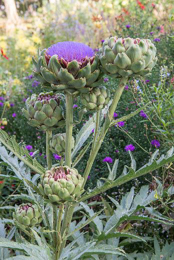 7 Best Perennial Vegetables To Grow In Your Garden