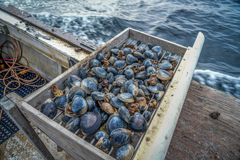 What's the largest quahog ever caught in Rhode Island? Here's the story