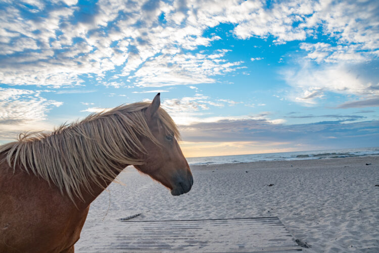 20 Breathtaking Beach Camping Sites In America