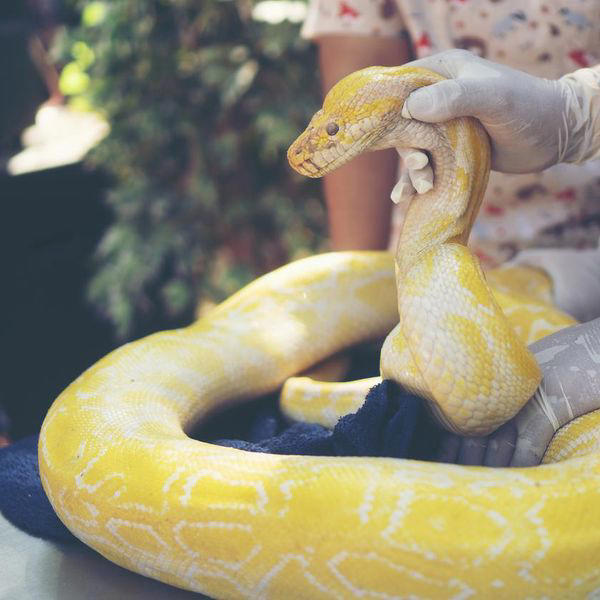 25 Biggest Snakes in the World, Ranked by Length