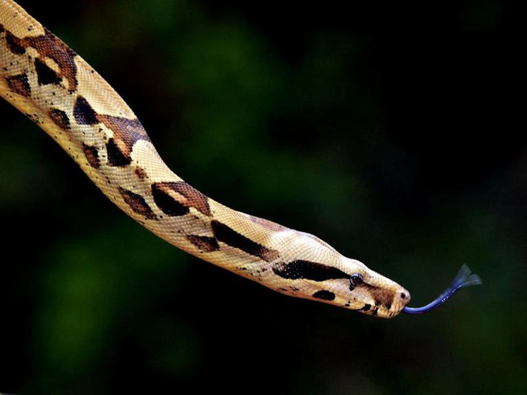 25 Biggest Snakes in the World, Ranked by Length