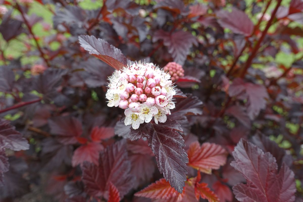 Create a Living Fence with These 12 Fast-Growing Shrubs for Privacy