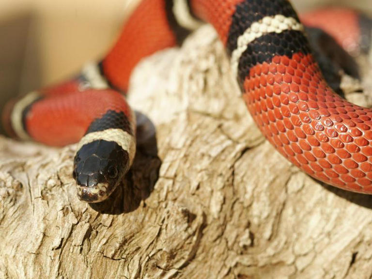 25 Biggest Snakes in the World, Ranked by Length