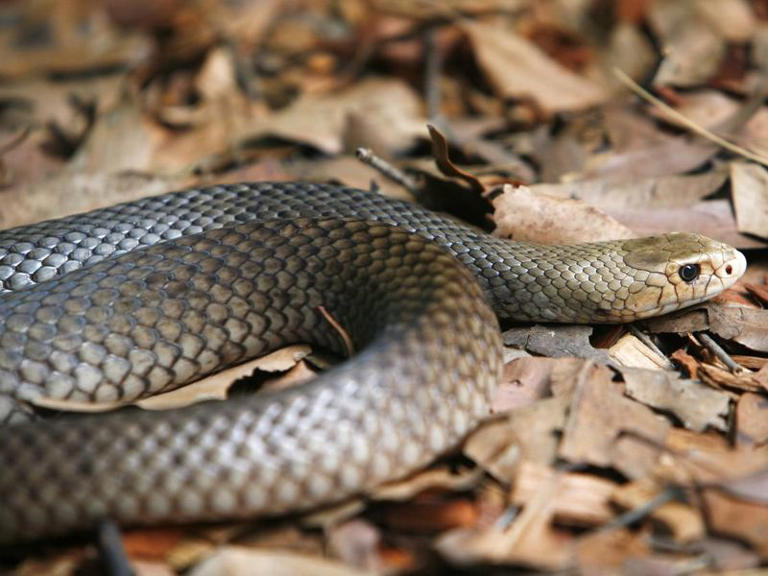 25 Biggest Snakes in the World, Ranked by Length