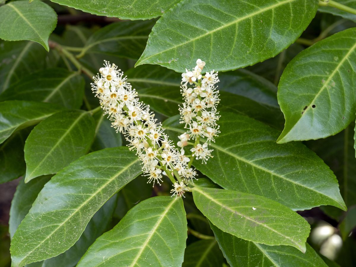 Create a Living Fence with These 12 Fast-Growing Shrubs for Privacy