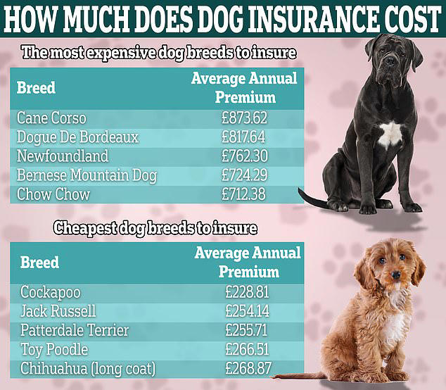 How Much It Costs To Insure Your Pet: From Most Expensive Dog Breeds To 