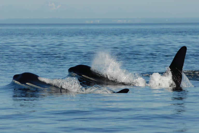 Post reproductive mother (L5) and son. Credit: David Ellifrit, Center for Whale Research. Reference Permit NMFS-27038
