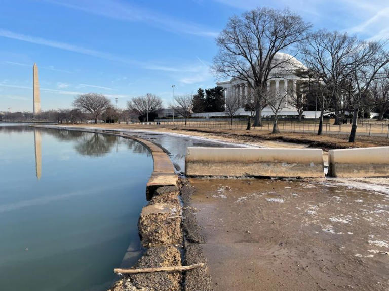 140 cherry trees being removed for Potomac River seawall construction in DC