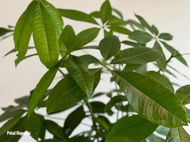 Best Soil Types For Thriving Money Tree Plants