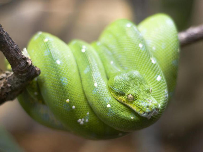 25 Biggest Snakes In The World, Ranked By Length