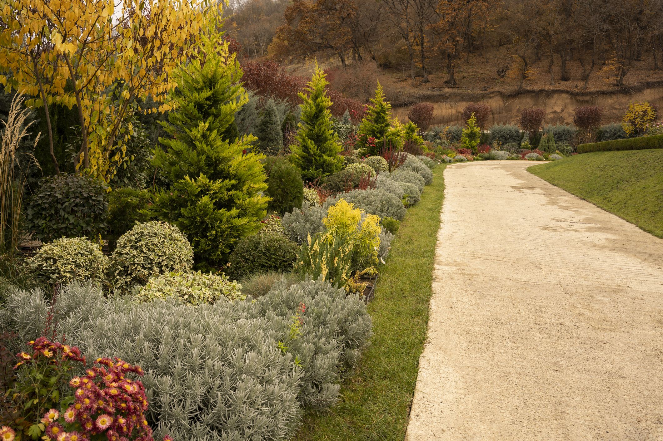 Create a Living Fence with These 12 Fast-Growing Shrubs for Privacy