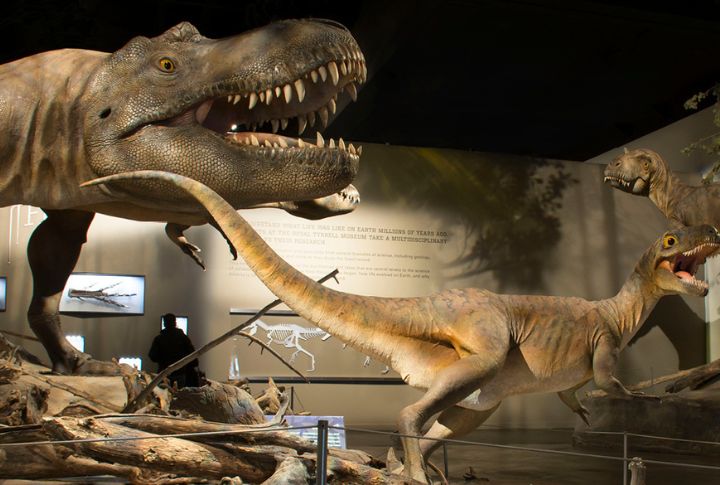<p>Immerse yourself in paleontology at the Royal Tyrrell Museum, home to one of mankind’s largest displays of dinosaur fossils. This exhibit offers an unparalleled peek into the ancient past, from lofty skeletons to interactive exhibits.</p>