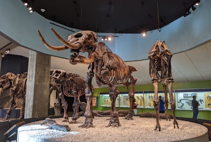 <p>Going to the La Brea Tar Pits feels like stepping back in time, with its natural asphalt that has preserved countless fossils for thousands of years. Drop by the on-site collection to see dire wolf skeletons, saber-toothed cats, and the mighty Tyrannosaurus rex.</p>