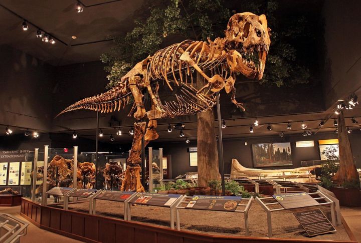 <p>Renowned paleontologist Jack Horner made groundbreaking revelations at the Museum of the Rockies. Here, visitors may uncover the secrets of the Mesozoic era while enjoying the gallery’s extensive selection of dinosaur specimens. You can also learn about ongoing research in the field, too!</p>