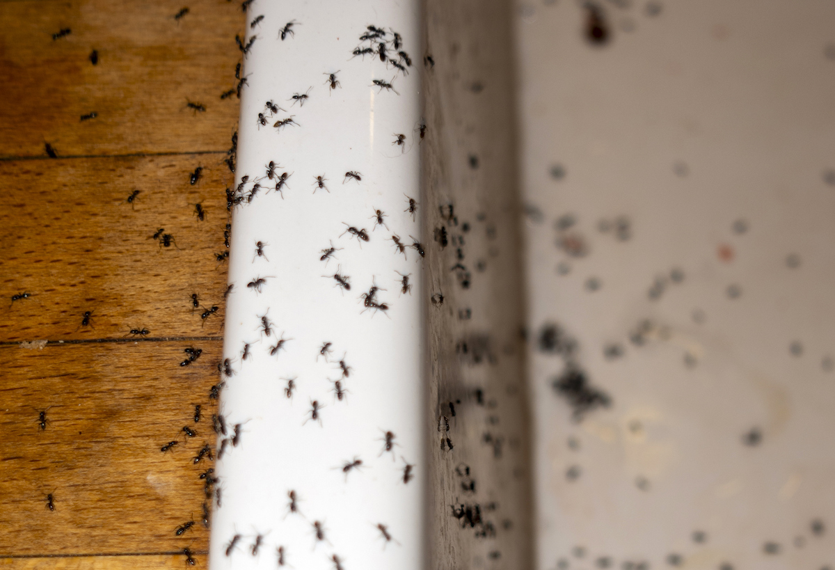 12 Ways To Get Rid Of Ants In Your Kitchen   BB1jPzxW.img