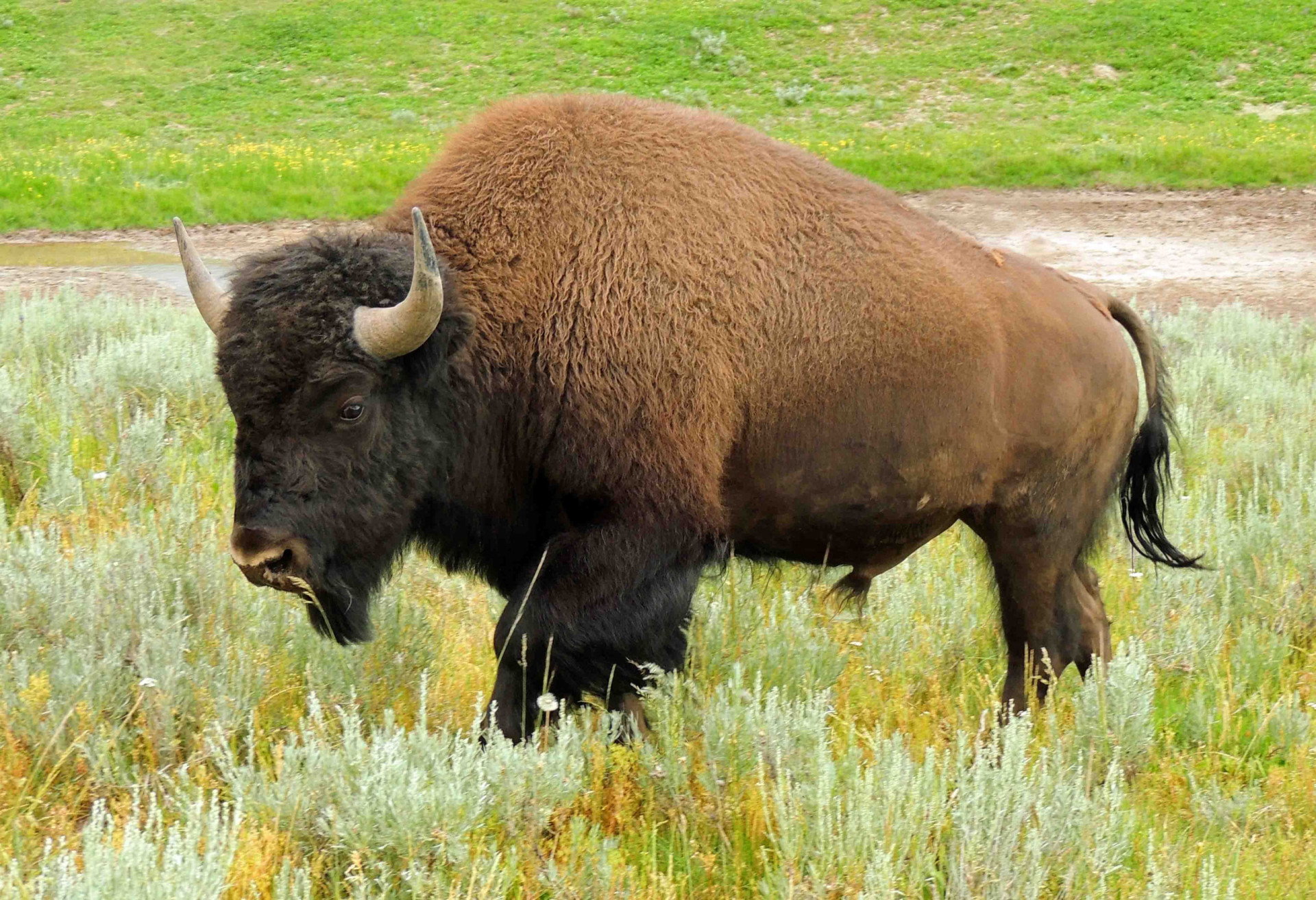 Brilliant facts about the American bison