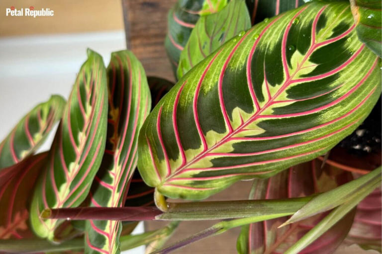 Prayer Plant Care And Essential Growing Tips