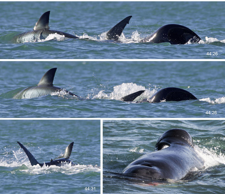 Photographic sequence of a killer whale individually attacking a great white shark.