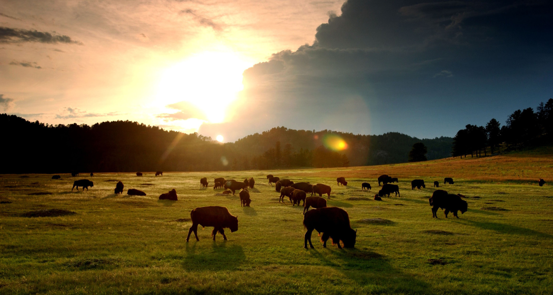 Brilliant facts about the American bison