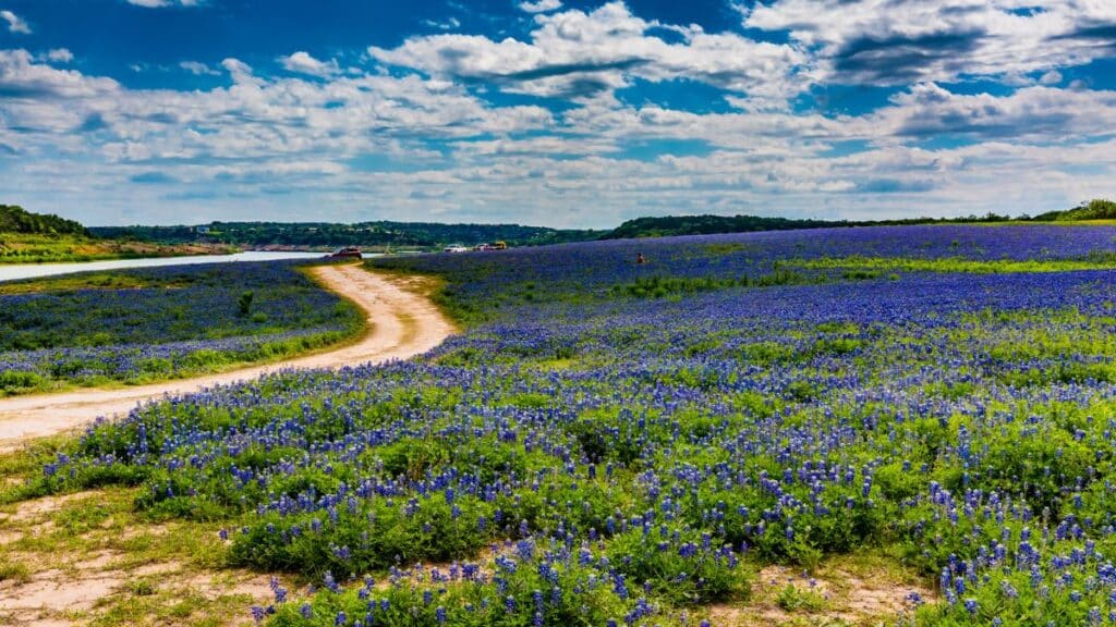 <p>In spring, the Texas Hill Country is covered in bluebonnets, the state flower. If you’re driving on the Bluebonnet Trail, you’ll see blue flowers all around you. This is a beautiful and typically Texan sight, which you might want to capture on camera. Don’t forget to take pictures of the flower fields against the Texas sky; they make great photos.</p>