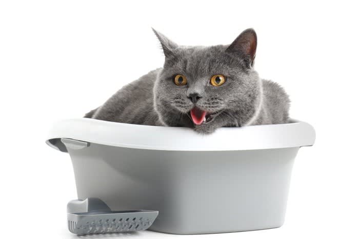なぜ？猫が『ウンチの前後に鳴く』3つの理由 何かトイレに不満でもあるの？