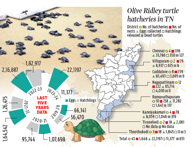 Climate-resilient hatcheries set up across Tamil Nadu to protect Olive ...