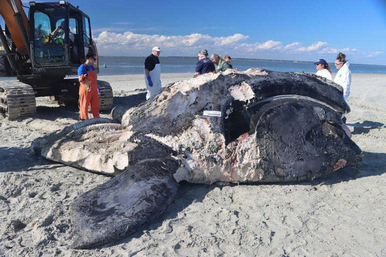 A dead 1-year-old female North Atlantic right whale calf rests on a beach in Savannah, Georgia. Experts found evidence of blunt force trauma consistent with a vessel strike. Florida Fish and Wildlife Conservation / NOAA #24359