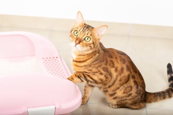 なぜ？猫が『ウンチの前後に鳴く』3つの理由 何かトイレに不満でもあるの？