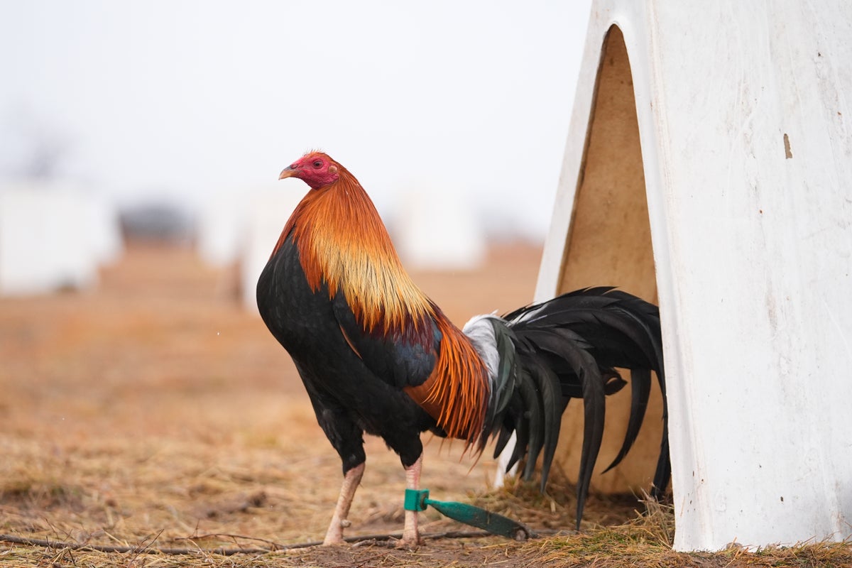 Oklahoma Outlawed Cockfighting In 2002. A Push To Weaken Penalties Has ...