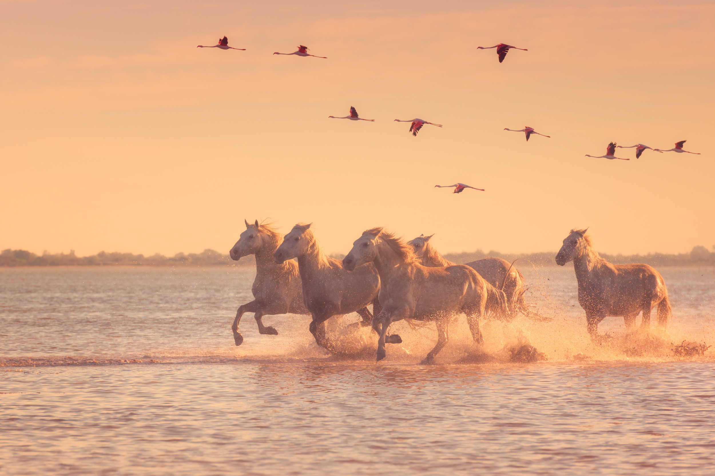 <p>Just south of Arles, in the wetlands that spill out into the Mediterranean, is a biodiverse park that is a must-visit. Additionally, the Camargue Horse of the same name can be found running wild within the park.</p><p><a href='https://www.msn.com/en-us/community/channel/vid-cj9pqbr0vn9in2b6ddcd8sfgpfq6x6utp44fssrv6mc2gtybw0us'>Did you enjoy this slideshow? Follow us on MSN to see more of our exclusive lifestyle content.</a></p>