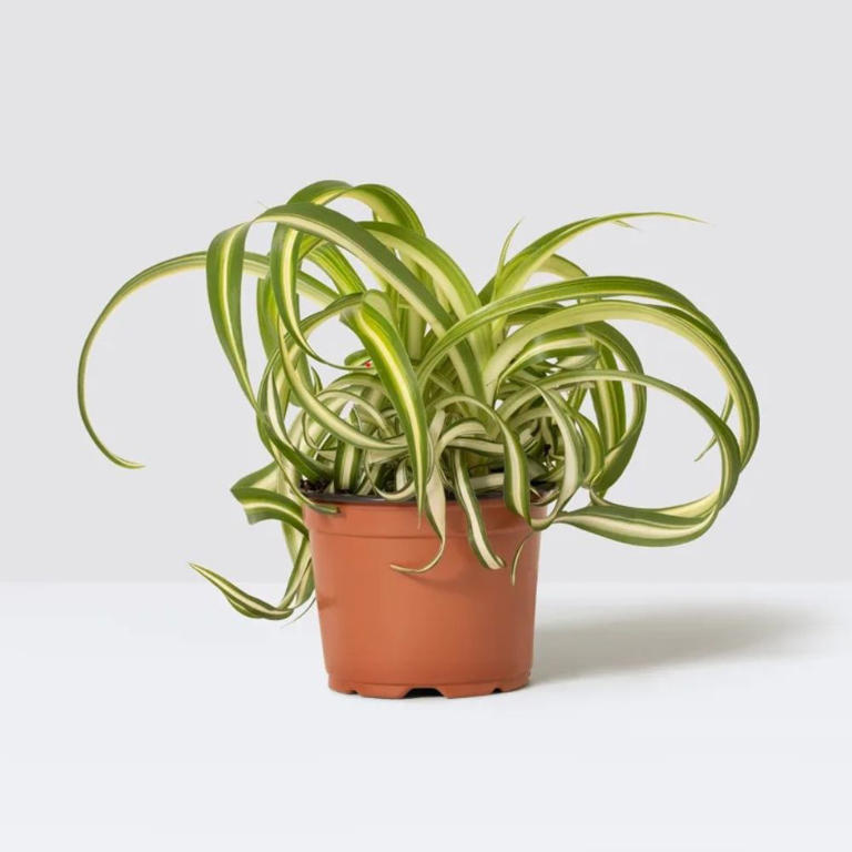The top 5 easiest houseplants to keep alive, for even the most novice