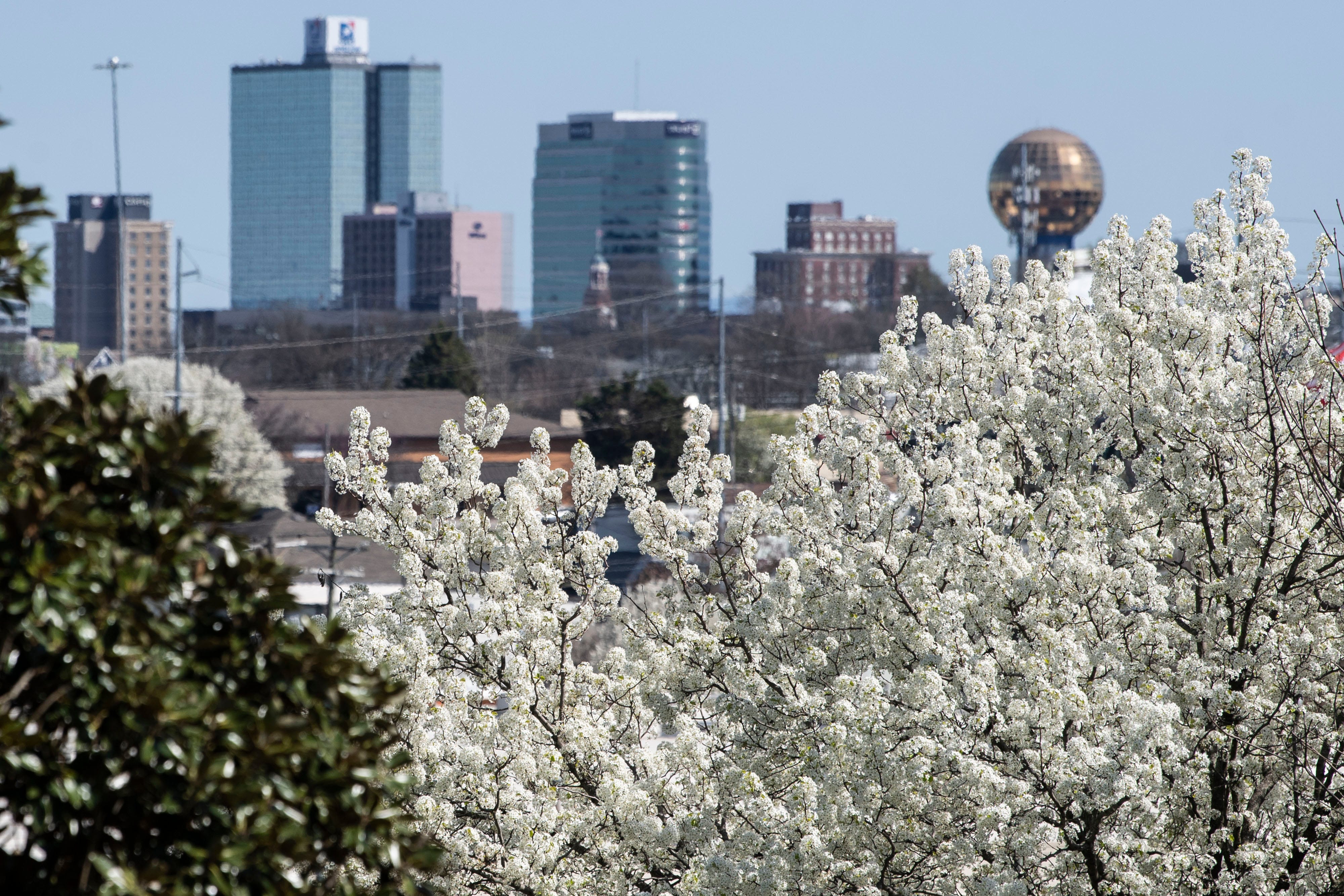 Bradford pear trees are blooming with a bad reputation as invasive ...