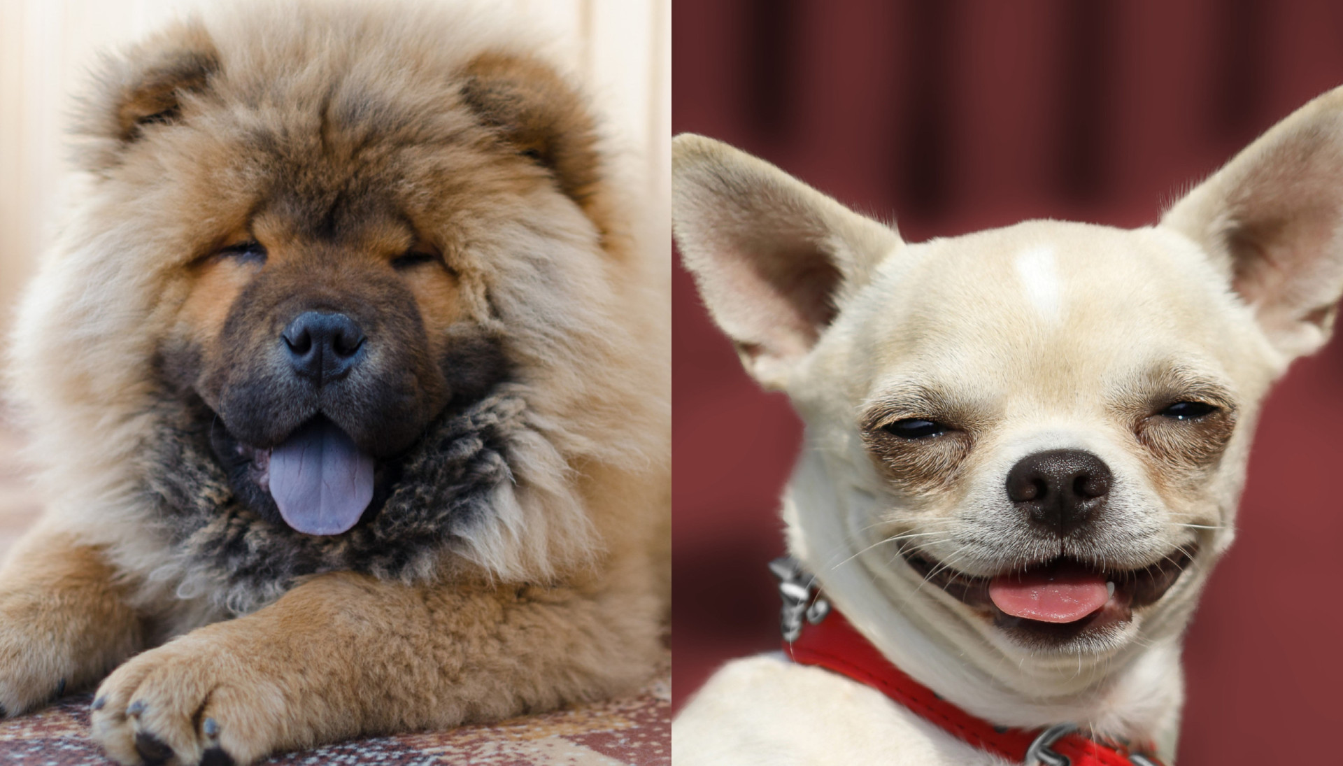 Dog breeds you should think twice before choosing