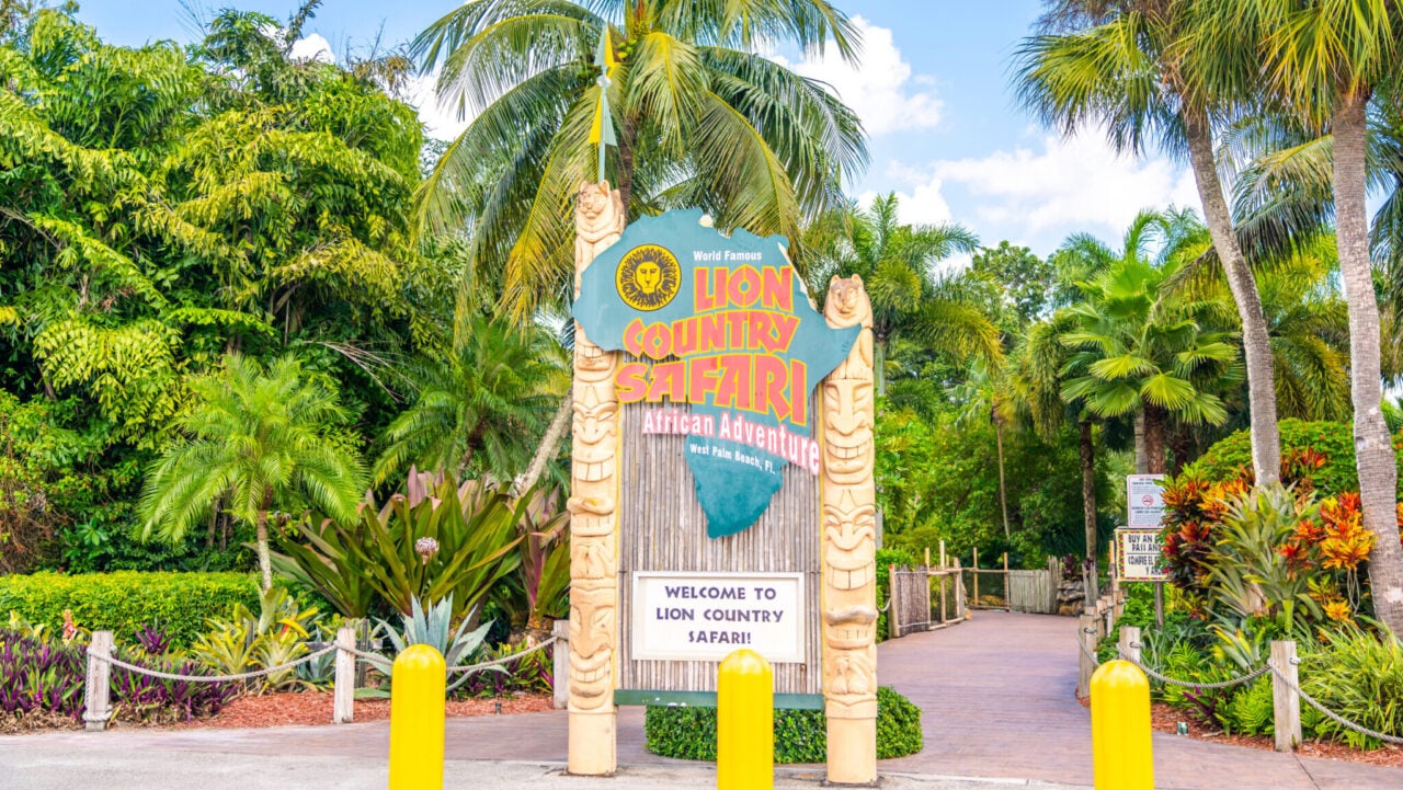 <p>Just outside West Palm Beach, Lion Country Safari is home to the state’s only drive-thru safari with over 900 animals. Large herds of animals roam wide open and come to your car for an unbelievable experience. They have other things to do outside your vehicle, like rides and animal feeding opportunities. </p><p><strong>More from Wealth of Geeks</strong></p><ul> <li><a href="https://wealthofgeeks.com/where-to-find-free-wifi/">Where to Find Free WiFi While Traveling</a></li> <li><a href="https://wealthofgeeks.com/roadside-attractions-in-florida/">25 Wacky Roadside Attractions in Florida</a></li> </ul>