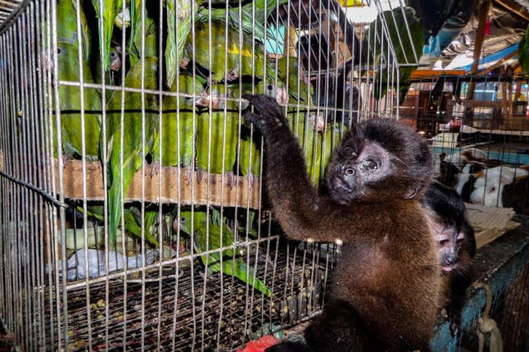 Peru’s illegal pet monkey trade is also an infection superhighway