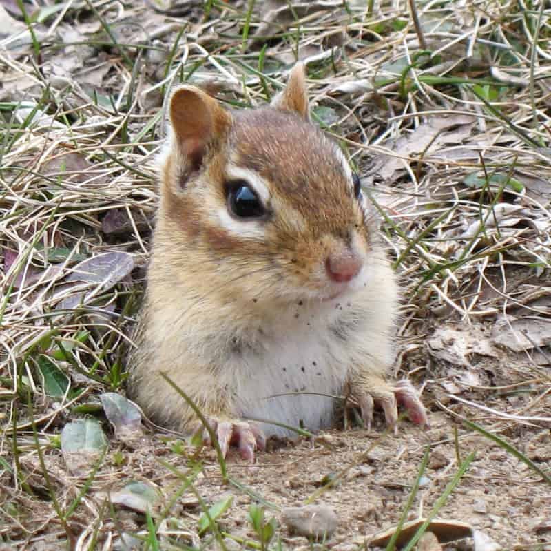 The 9 Most Effective Ways to Rid Your Yard of Chipmunks