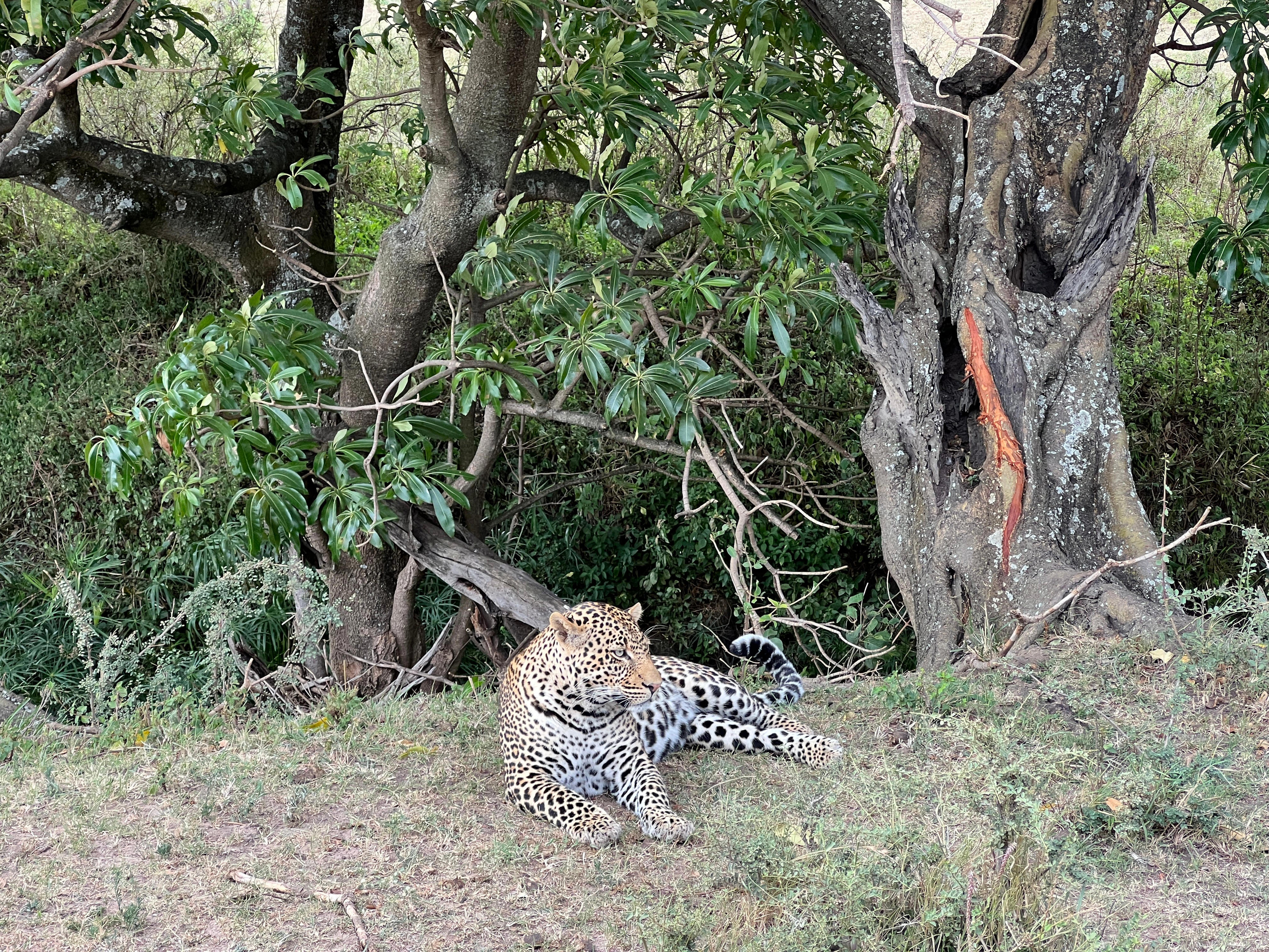 <p>The communication between guides in the private reserve paid off when one spotted a sleeping leopard.</p><p>When our group arrived, the leopard was napping on the tree next to his catch. Eventually, it came down, and we got a better look.</p>