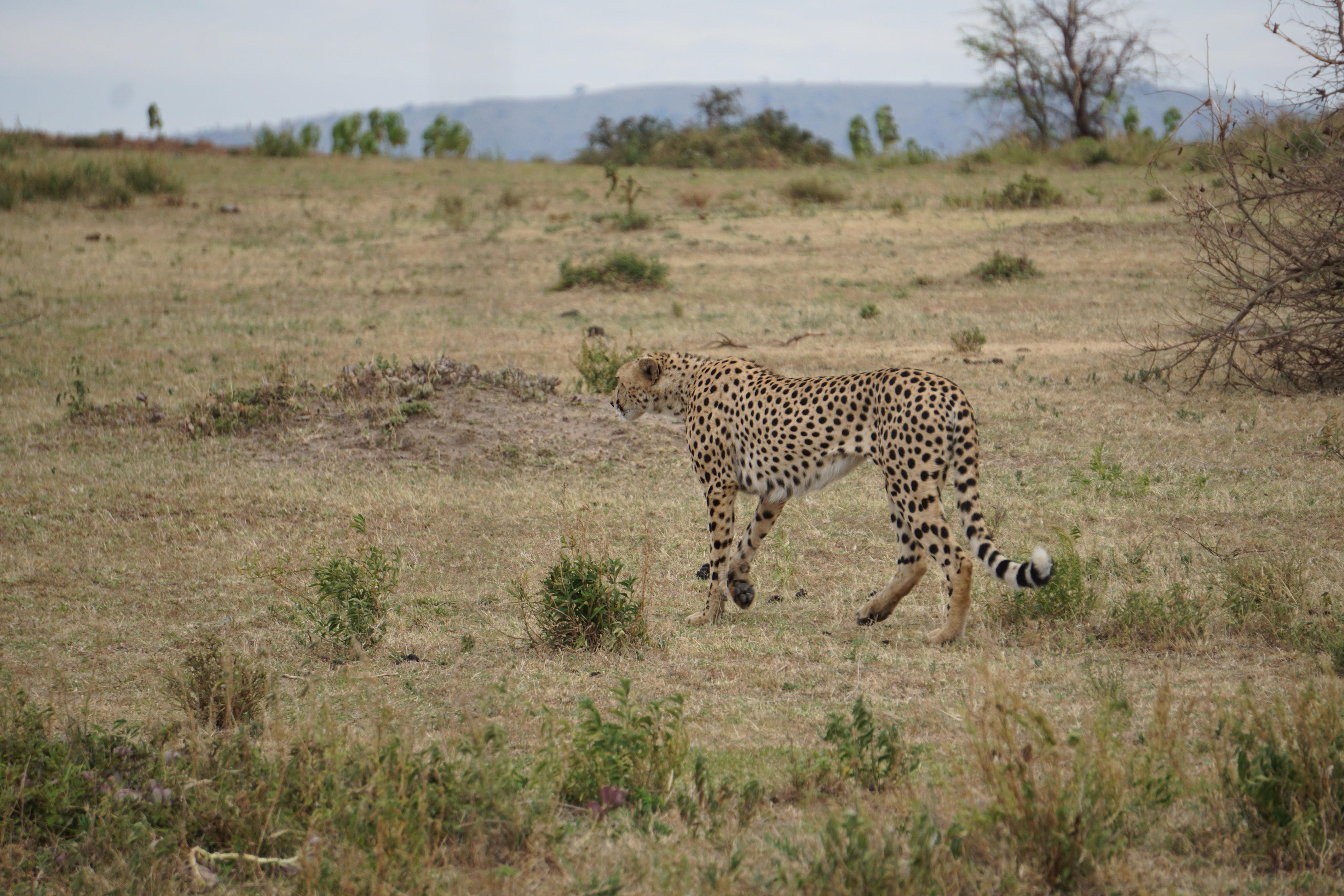 <p>In my opinion, the difference between these two safari trips that's the most worth paying for is being in a private reserve.</p><p>After all, the main reason I <a href="https://www.businessinsider.com/africa-vacation-travel-warnings-us-state-department-2019-6">fly to Africa</a> is for the safari, not the glamping.</p><p>I much preferred my lodging at Taasa, mostly because of the bathroom. But if I hadn't had the 50% off deal, I'm not sure the full price would've been worth it. </p><p>Still, it was a wonderful experience, and if I had more money, I may feel differently. Even so, the budget glamping was pretty comfortable and just fine for a week.</p><p>But again, as far as the safari experience goes, the private reserve is hard to beat. Being able to go offroading and get closer to the animals is quite the experience.</p><p>And if luxurious lodges are out of the question, private reserves can also be visited more affordably. Some lodges inside private reserves, like Shindzela or Rhino River Lodge, can cost around $250 per person per night.</p>