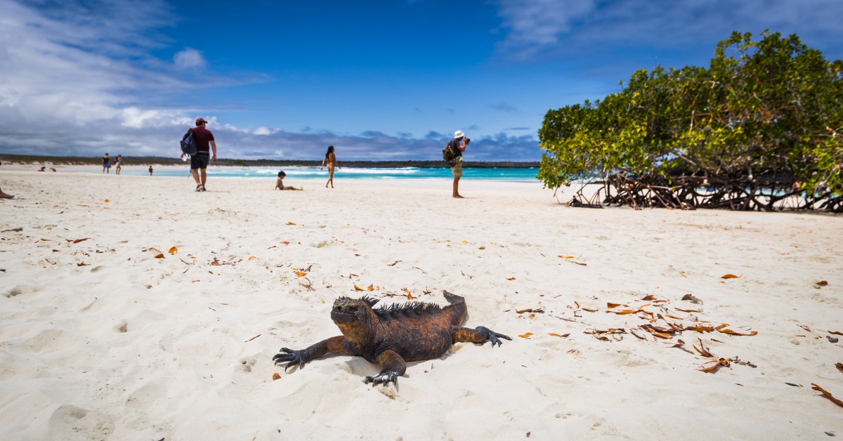 <p> Tortuga Bay is located on Santa Cruz Island in Galapagos and about two miles outside Puerto Ayora.  </p> <p> The hike to the beach takes about an hour, but spending a few hours relaxing on the beautiful white sands, swimming, snorkeling, and enjoying the fascinating sea life is well worth it. </p> <p> Here, you will find everything from sea turtles to brightly colored Sally lightfoot crabs and more. </p>