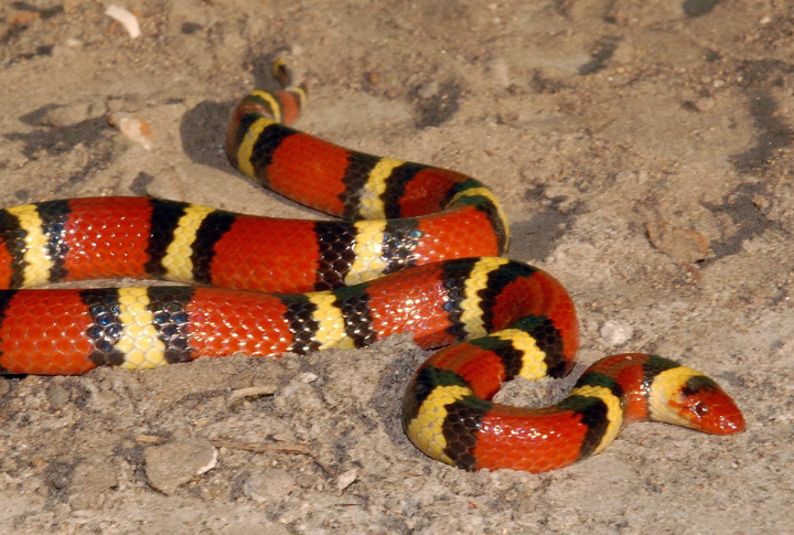 15 Venomous Snakes That Could Be Lurking In Your Yard