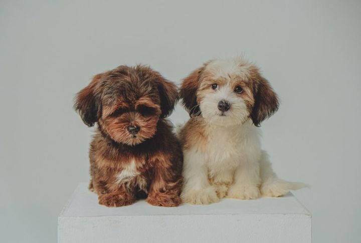 15 Must-Know Facts About the Adorable Havanese Breed