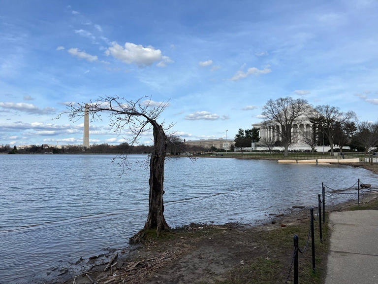 Stumpy, D.C.'s beloved short cherry tree, to be uprooted after cherry ...