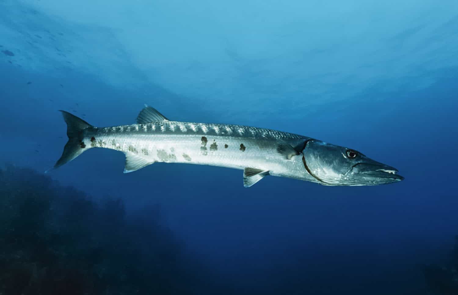 Барракуда красного моря фото Top 8 Aggressive Animals In The World
