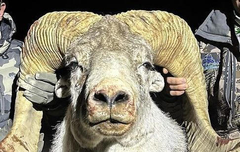 Farmer faces jail for breeding ‘massive mutant sheep’