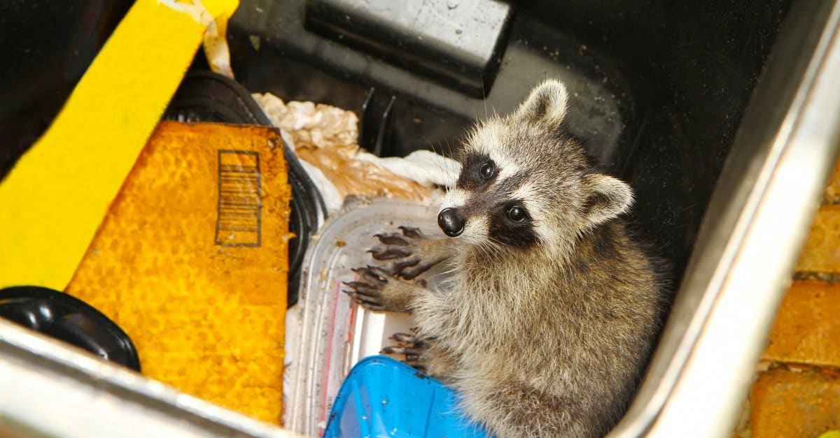 4 Proven and Effective Ways to Repel and Deter Raccoons
