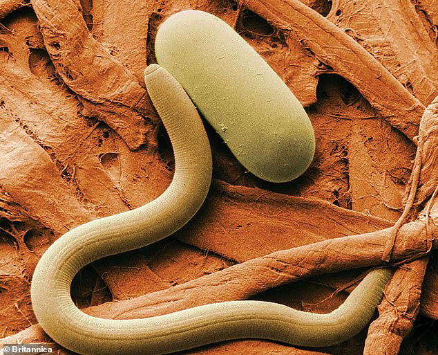 Nematodes are tiny worms that can live in extreme and harsh conditions